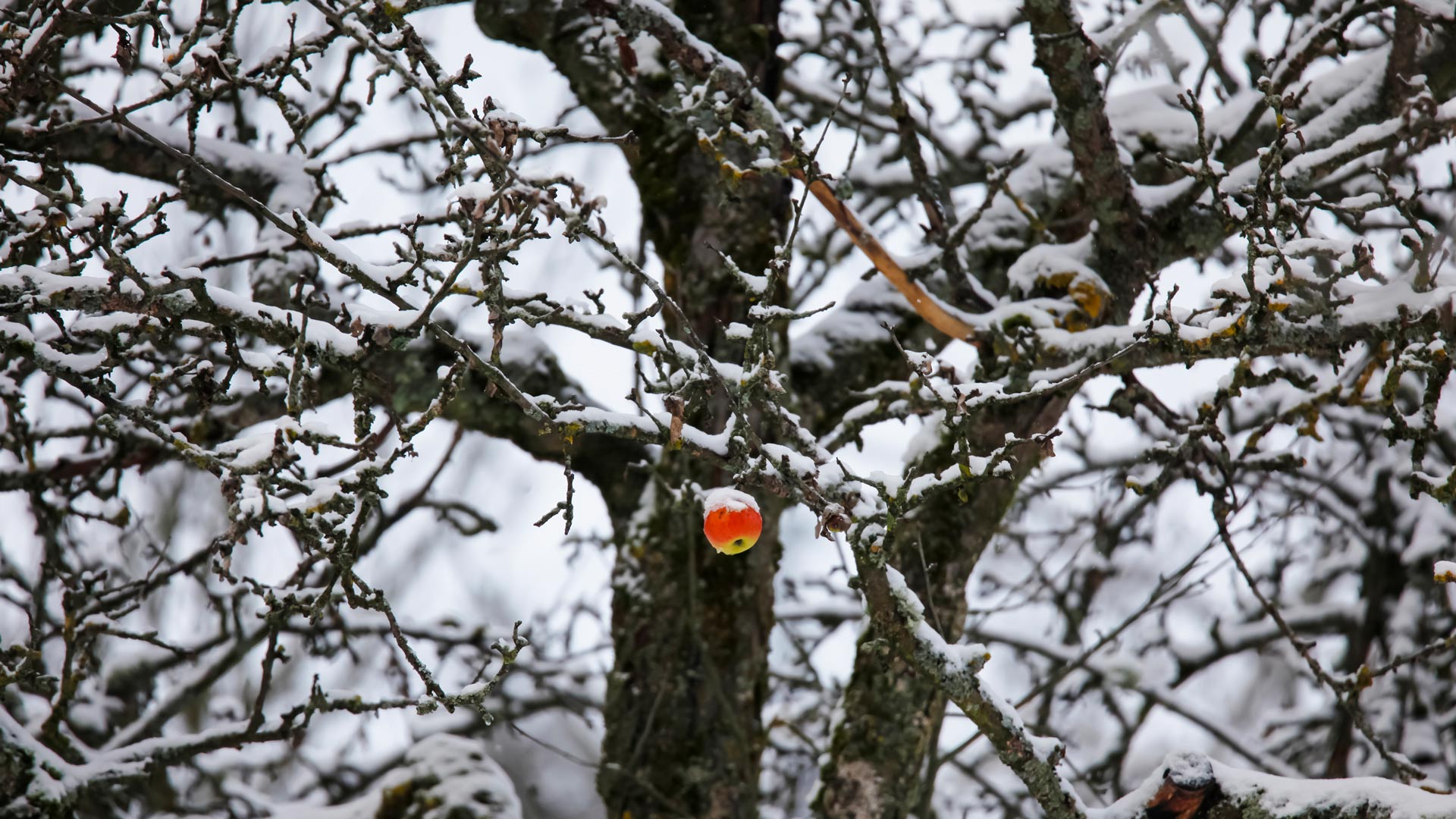 Apfel hängt an einem verschneiten Baum, Deutschland (© Westend61/Getty Images) Bing Everyday Wallpaper 2025-01-11, bWh6Tn [Bing Everyday Wall Paper 2025-01-11] url = http://www.bing.com/th?id=OHR.GermanyAppleOnWinterTree_DE-DE6727700722_1920x1080.jpg