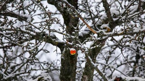 Apfel hängt an einem verschneiten Baum, Deutschland (© Westend61/Getty Images) Bing Everyday Wallpaper 2025-01-11
/tmp/UploadBetabWh6Tn [Bing Everyday Wall Paper 2025-01-11] url = http://www.bing.com/th?id=OHR.GermanyAppleOnWinterTree_DE-DE6727700722_1920x1080.jpg

File Size (KB): 315.11 KB
Last Modified: January 11 2025 00:00:05
