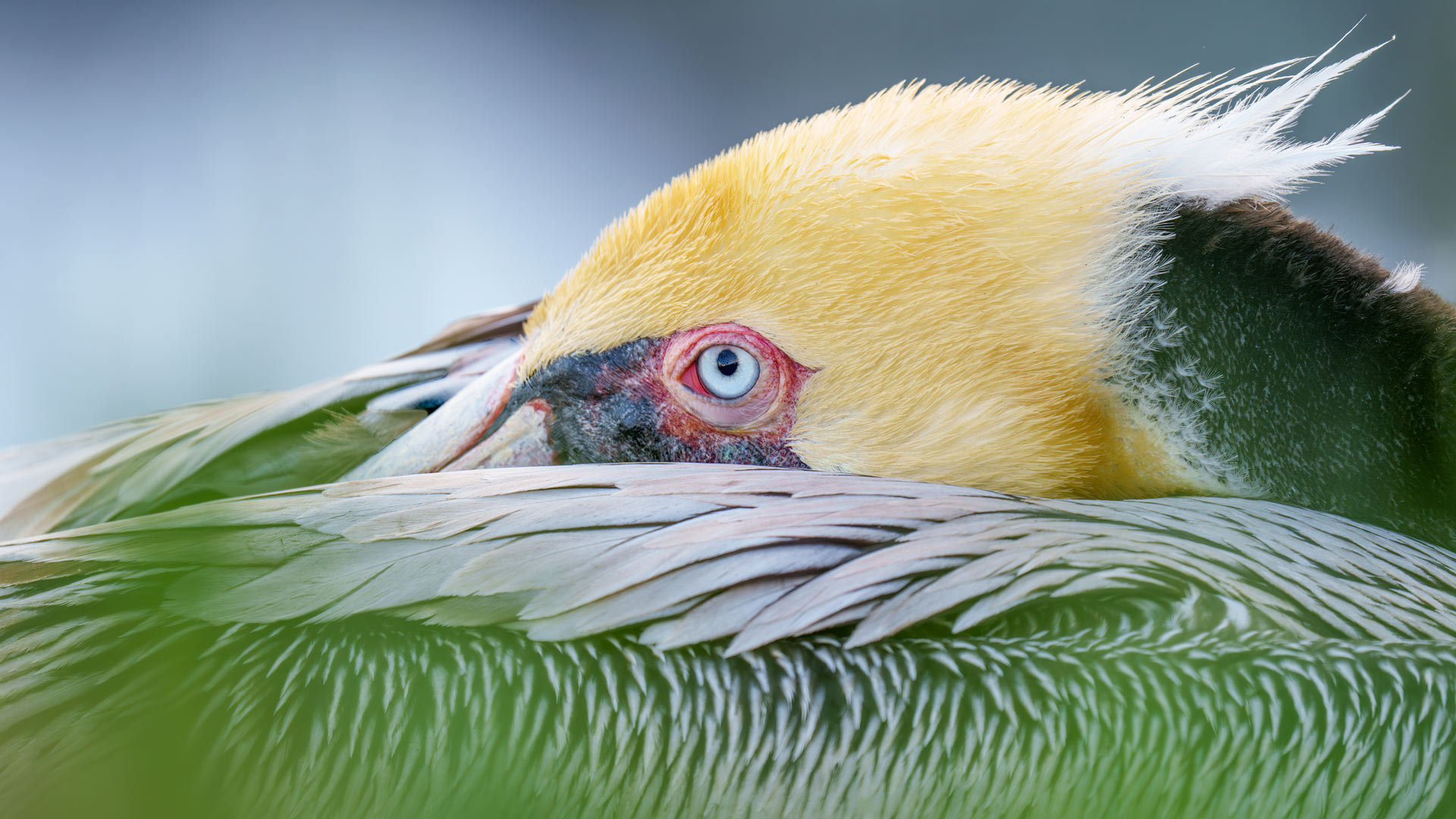 褐鹈鹕，圣地亚哥，加利福尼亚州，美国 (© Arthur Morris/BIRDS AS ART/Getty Images) Bing Everyday Wallpaper 2025-01-17, Mzf7Wp [Bing Everyday Wall Paper 2025-01-17] url = http://www.bing.com/th?id=OHR.PelicanPortrait_ZH-CN1928504597_1920x1080.jpg