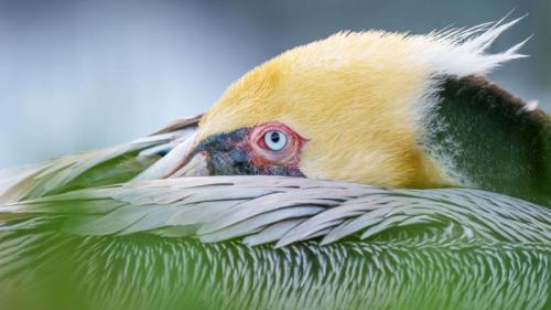 褐鹈鹕，圣地亚哥，加利福尼亚州，美国 (© Arthur Morris/BIRDS AS ART/Getty Images) Bing Everyday Wallpaper 2025-01-17
/tmp/UploadBetaMzf7Wp [Bing Everyday Wall Paper 2025-01-17] url = http://www.bing.com/th?id=OHR.PelicanPortrait_ZH-CN1928504597_1920x1080.jpg

File Size (KB): 321.58 KB
Last Modified: January 17 2025 00:00:02
