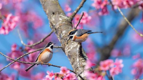 盛开的樱花树上的红头长尾山雀 (© Haitong Yu/Getty Images) Bing Everyday Wallpaper 2025-02-03
/tmp/UploadBetaFoJLjx [Bing Everyday Wall Paper 2025-02-03] url = http://www.bing.com/th?id=OHR.BeginningofSpring25Y_ZH-CN7356156800_1920x1080.jpg

File Size (KB): 314.78 KB
Last Modified: February 03 2025 00:00:03
