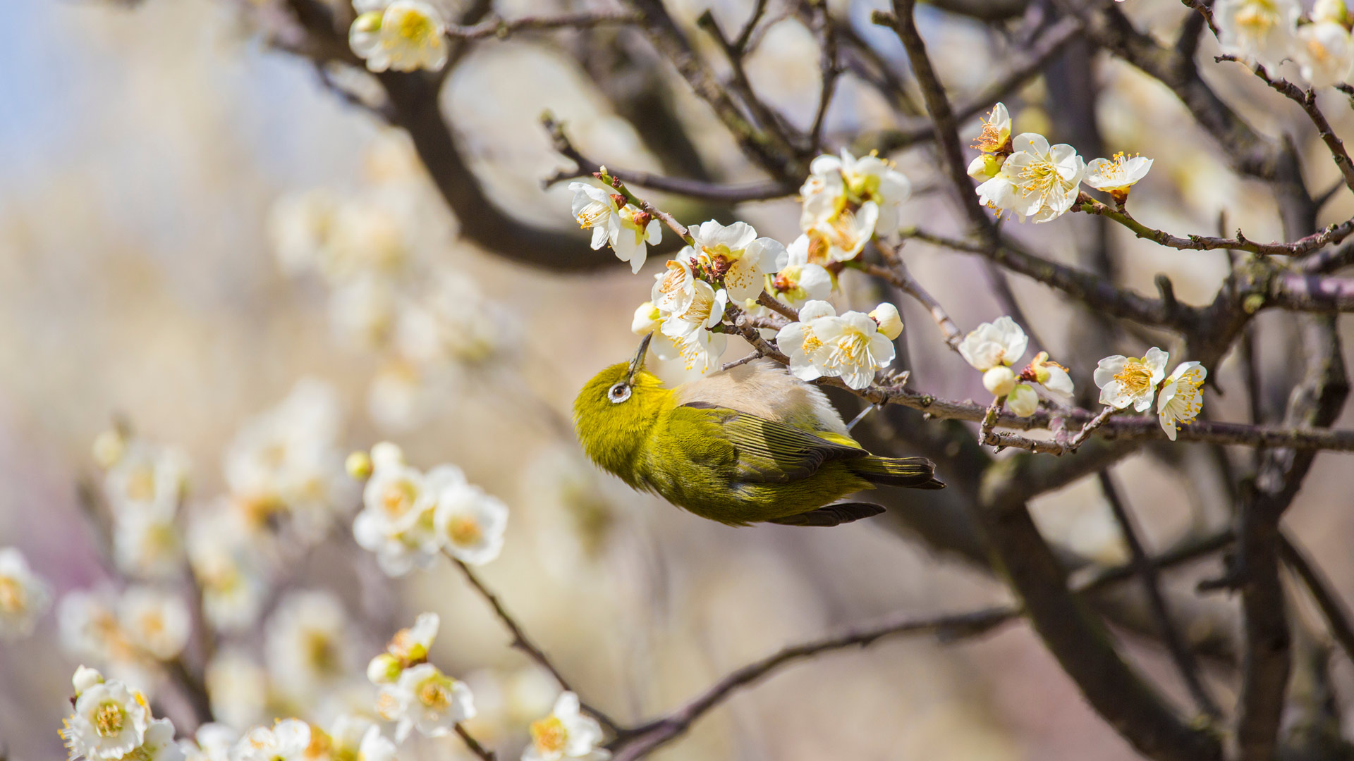 梅の花で吸蜜するメジロ (© yankane/shutterstock) Bing Everyday Wallpaper 2025-02-03, zpCmKC [Bing Everyday Wall Paper 2025-02-03] url = http://www.bing.com/th?id=OHR.Risshun2025_JA-JP6529014440_1920x1080.jpg