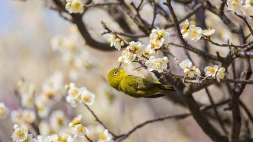 梅の花で吸蜜するメジロ (© yankane/shutterstock) Bing Everyday Wallpaper 2025-02-03
/tmp/UploadBetazpCmKC [Bing Everyday Wall Paper 2025-02-03] url = http://www.bing.com/th?id=OHR.Risshun2025_JA-JP6529014440_1920x1080.jpg

File Size (KB): 309.79 KB
Last Modified: February 03 2025 00:00:04

