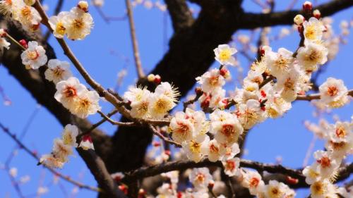 春の訪れを告げる梅の花, 茨城県 水戸市 (© dekitateyo/shutterstock) Bing Everyday Wallpaper 2025-02-11
/tmp/UploadBetaojul4x [Bing Everyday Wall Paper 2025-02-11] url = http://www.bing.com/th?id=OHR.KairakuUme2025_JA-JP3144342607_1920x1080.jpg

File Size (KB): 321.91 KB
Last Modified: February 11 2025 00:00:04

