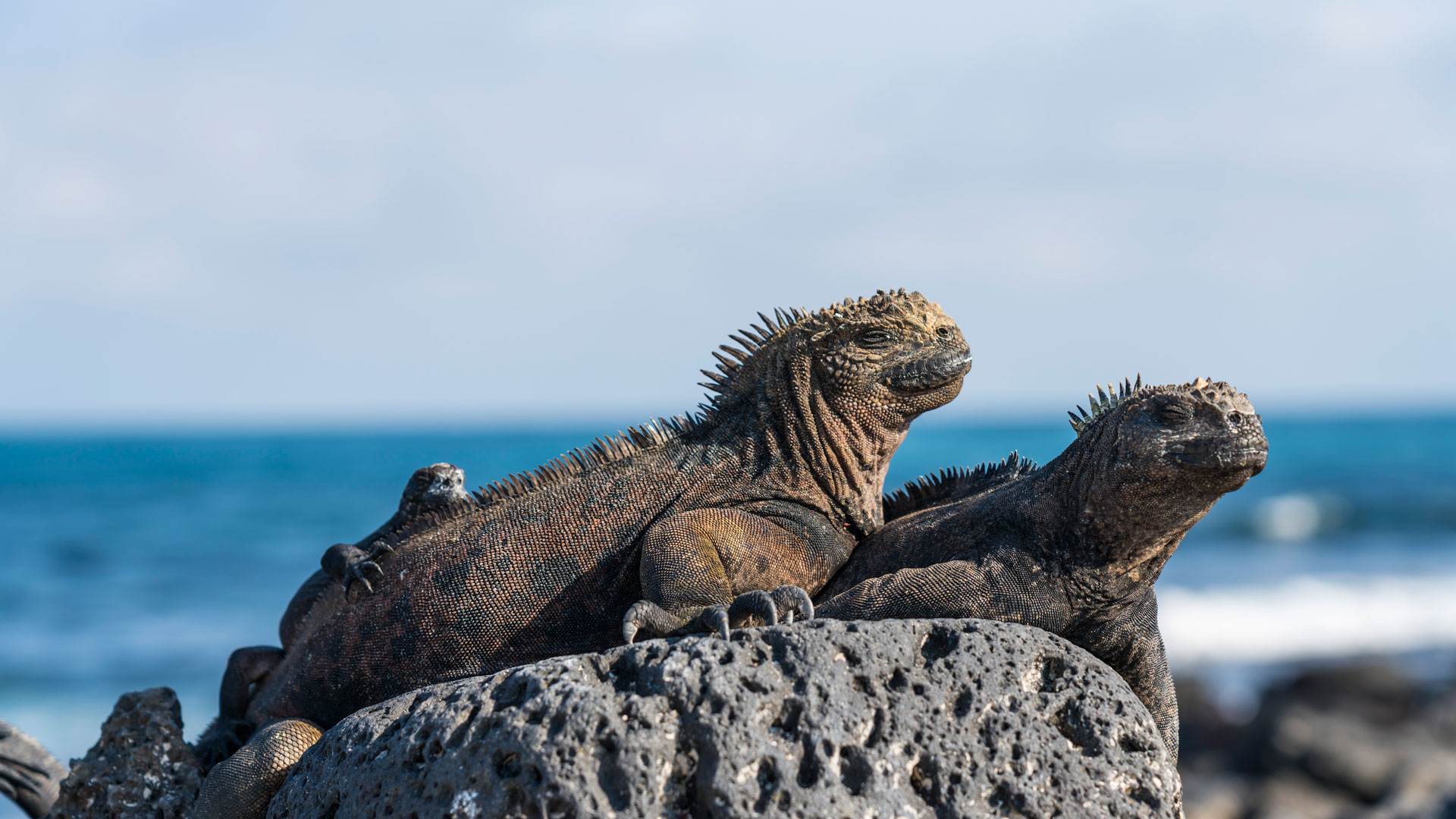 Meerechsen, Galápagos-Inseln, Ecuador (© helovi/Getty Images) Bing Everyday Wallpaper 2025-02-12, qqQcwj [Bing Everyday Wall Paper 2025-02-12] url = http://www.bing.com/th?id=OHR.GalapagosIguana_DE-DE8148803350_1920x1080.jpg