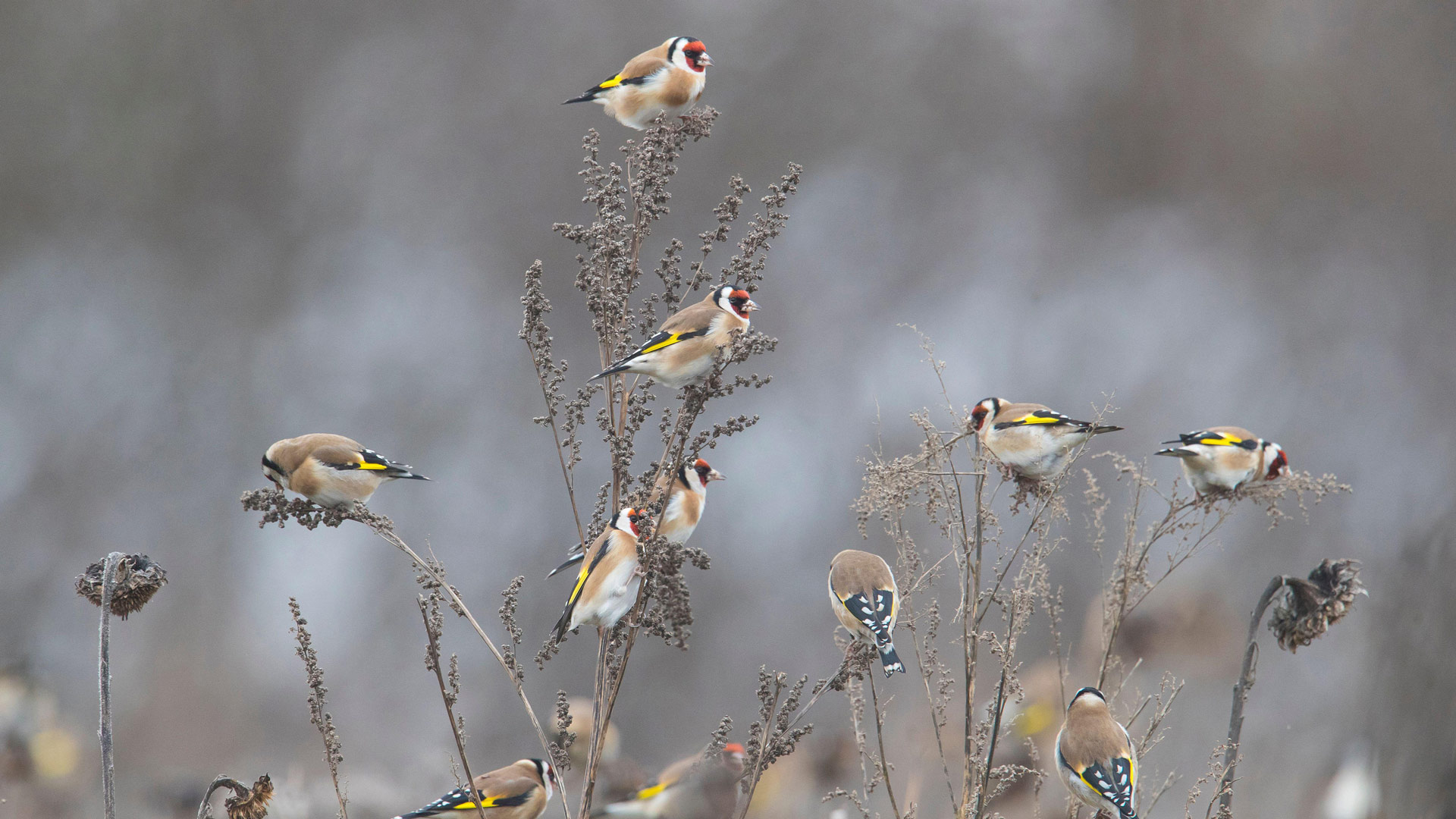 Stieglitze (Carduelis carduelis) auf der Nahrungssuche in einem Sonnenblumenfeld, Deutschland (© Arndt, S.E./Juniors Bildarchiv GmbH/Alamy Stock Foto) Bing Everyday Wallpaper 2025-02-21, AthqKb [Bing Everyday Wall Paper 2025-02-21] url = http://www.bing.com/th?id=OHR.GoldfinchSunflower_DE-DE5115131607_1920x1080.jpg