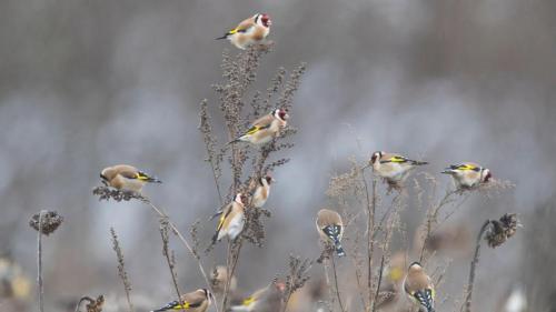 Stieglitze (Carduelis carduelis) auf der Nahrungssuche in einem Sonnenblumenfeld, Deutschland (© Arndt, S.E./Juniors Bildarchiv GmbH/Alamy Stock Foto) Bing Everyday Wallpaper 2025-02-21
/tmp/UploadBetaAthqKb [Bing Everyday Wall Paper 2025-02-21] url = http://www.bing.com/th?id=OHR.GoldfinchSunflower_DE-DE5115131607_1920x1080.jpg

File Size (KB): 319.45 KB
Last Modified: February 21 2025 00:00:06
