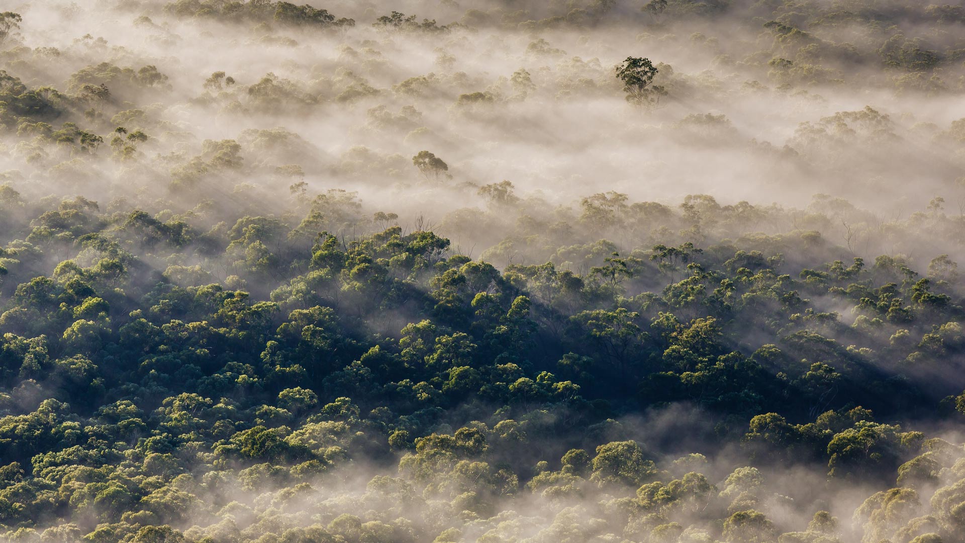 ブルー・マウンテンズ国立公園, オーストラリア ニューサウスウェールズ州 (© Andrew Peacock/TANDEM Stills + Motion) Bing Everyday Wallpaper 2025-03-01, LxOi3X [Bing Everyday Wall Paper 2025-03-01] url = http://www.bing.com/th?id=OHR.EucalyptusForest_JA-JP1746182669_1920x1080.jpg