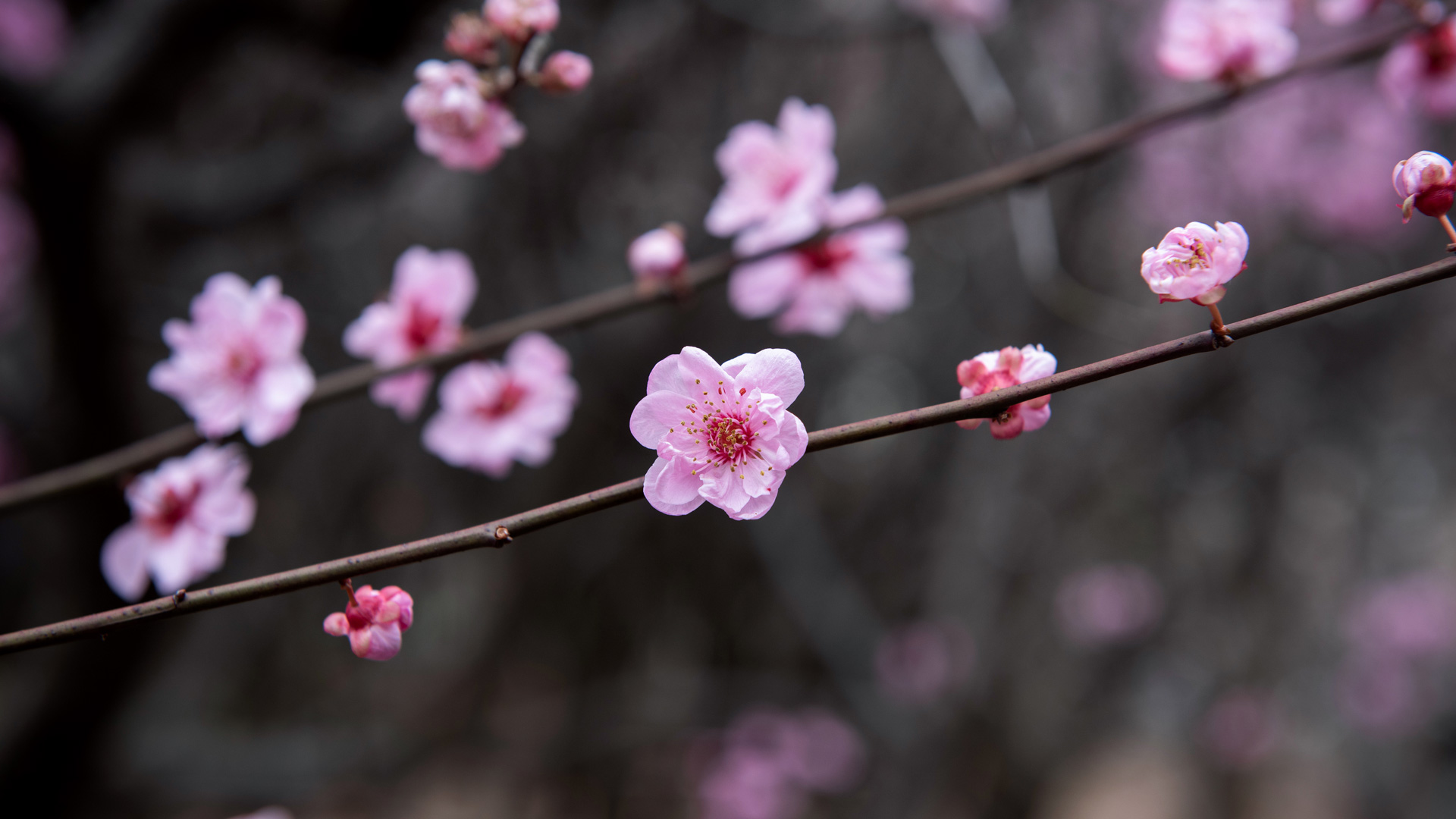 中国的梅花 (© zhikun sun/Getty Images) Bing Everyday Wallpaper 2025-03-07, qrxx2F [Bing Everyday Wall Paper 2025-03-07] url = http://www.bing.com/th?id=OHR.PlumBlossom_ZH-CN5888621119_1920x1080.jpg
