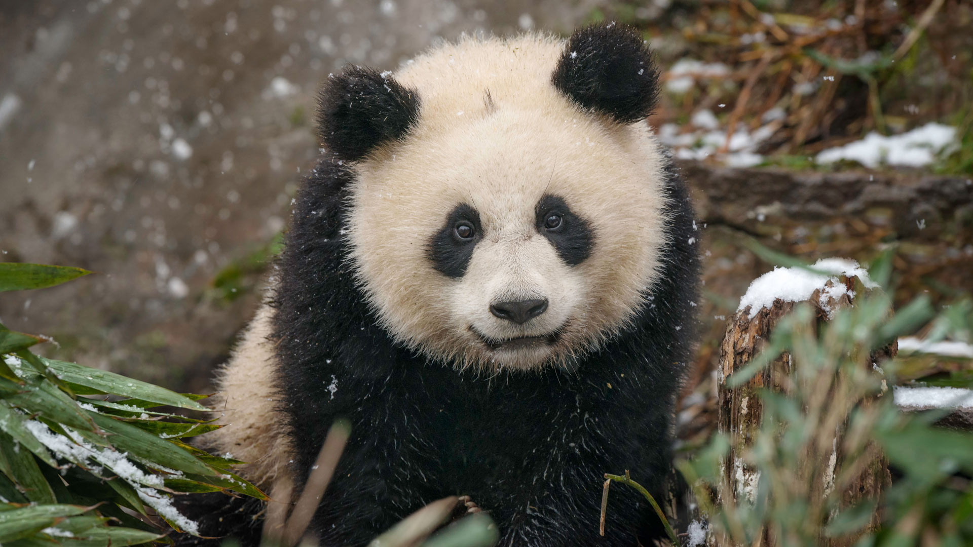 パンダの赤ちゃん, 中国 (© Cheryl Schneider/Alamy) Bing Everyday Wallpaper 2025-03-10, McjRpH [Bing Everyday Wall Paper 2025-03-10] url = http://www.bing.com/th?id=OHR.PandaSnow_JA-JP3991253092_1920x1080.jpg