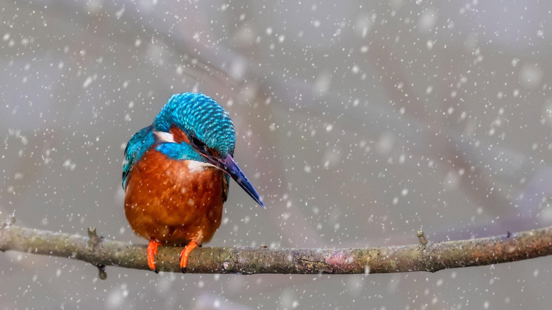 A kingfisher perched on a branch (© NJphoto/Alamy) Bing Everyday Wallpaper 2025-03-17, xAccXJ [Bing Everyday Wall Paper 2025-03-17] url = http://www.bing.com/th?id=OHR.BigGardenBirdwatch2025_ROW7653300959_1920x1080.jpg