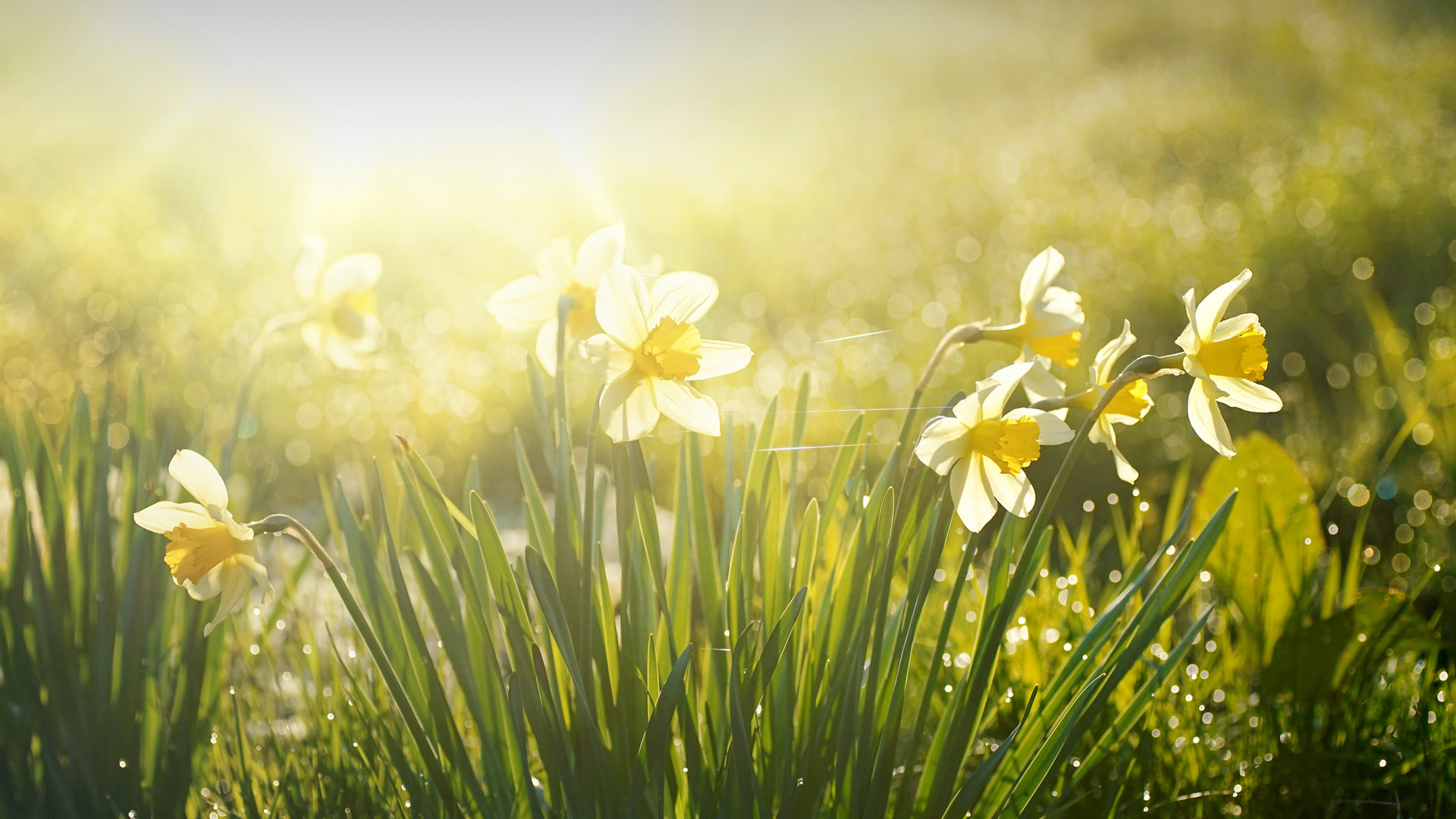 スイセンの花 (© LedyX/Shutterstock) Bing Everyday Wallpaper 2025-03-20, 5mOZyi [Bing Everyday Wall Paper 2025-03-20] url = http://www.bing.com/th?id=OHR.SpringDaffodils_JA-JP0516701335_1920x1080.jpg