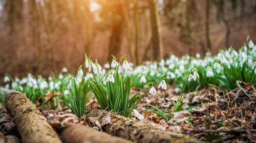 Schneeglöckchen blühen im Wald (© gehringj/Getty Images) Bing Everyday Wallpaper 2025-03-20
/tmp/UploadBetatr4e19 [Bing Everyday Wall Paper 2025-03-20] url = http://www.bing.com/th?id=OHR.SnowdropsSpring_DE-DE6698149221_1920x1080.jpg

File Size (KB): 326.68 KB
Last Modified: March 20 2025 00:00:04

