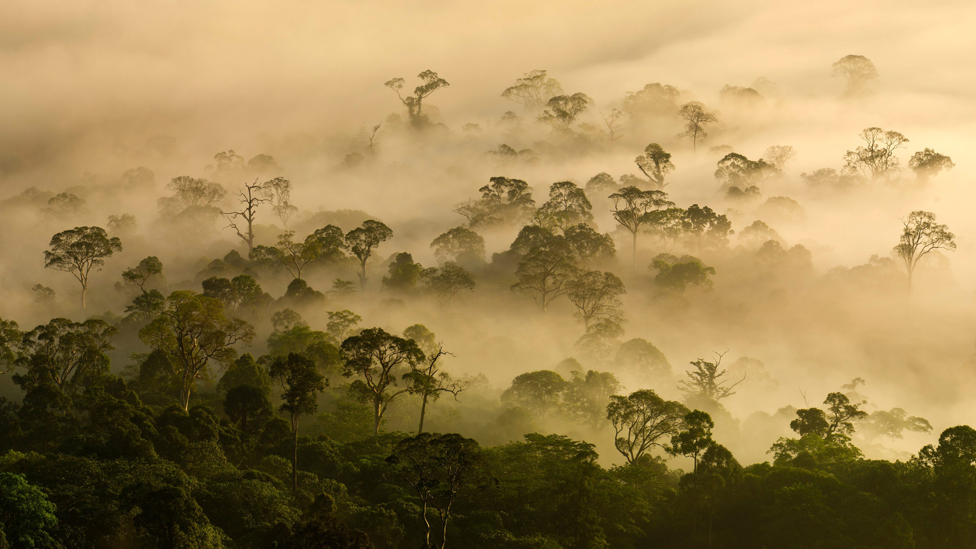 低地雨林上空的薄雾，丹浓谷，沙巴，婆罗洲，马来西亚 (© Nick Garbutt/Alamy) Bing Everyday Wallpaper 2025-03-21, EPVjPQ [Bing Everyday Wall Paper 2025-03-21] url = http://www.bing.com/th?id=OHR.DanumValley_ZH-CN5786482012_1920x1080.jpg