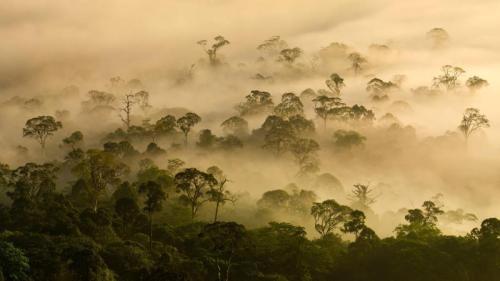 低地雨林上空的薄雾，丹浓谷，沙巴，婆罗洲，马来西亚 (© Nick Garbutt/Alamy) Bing Everyday Wallpaper 2025-03-21
/tmp/UploadBetaEPVjPQ [Bing Everyday Wall Paper 2025-03-21] url = http://www.bing.com/th?id=OHR.DanumValley_ZH-CN5786482012_1920x1080.jpg

File Size (KB): 319.57 KB
Last Modified: March 21 2025 00:00:02
