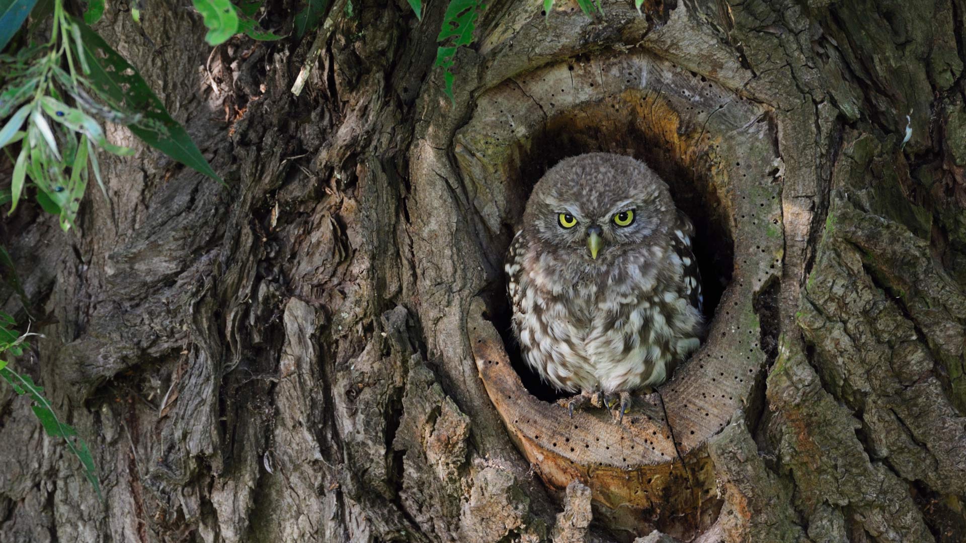 Steinkauz-Junges in einem Baumloch (© Bildagentur Zoonar GmbH/Alamy) Bing Everyday Wallpaper 2025-03-30, QzIM4A [Bing Everyday Wall Paper 2025-03-30] url = http://www.bing.com/th?id=OHR.AtheneNoctuaGermany_DE-DE4640297200_1920x1080.jpg