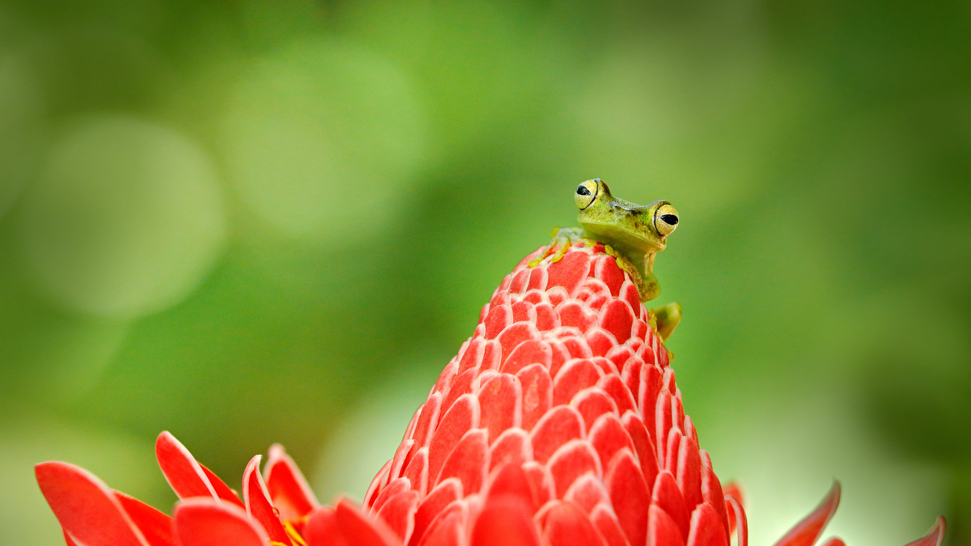 树蛙, 哥斯达黎加 (© Ondrej Prosicky/Shutterstock) Bing Everyday Wallpaper 2025-04-01, kLR4zN [Bing Everyday Wall Paper 2025-04-01] url = http://www.bing.com/th?id=OHR.TicanFrog_ZH-CN8949758487_1920x1080.jpg
