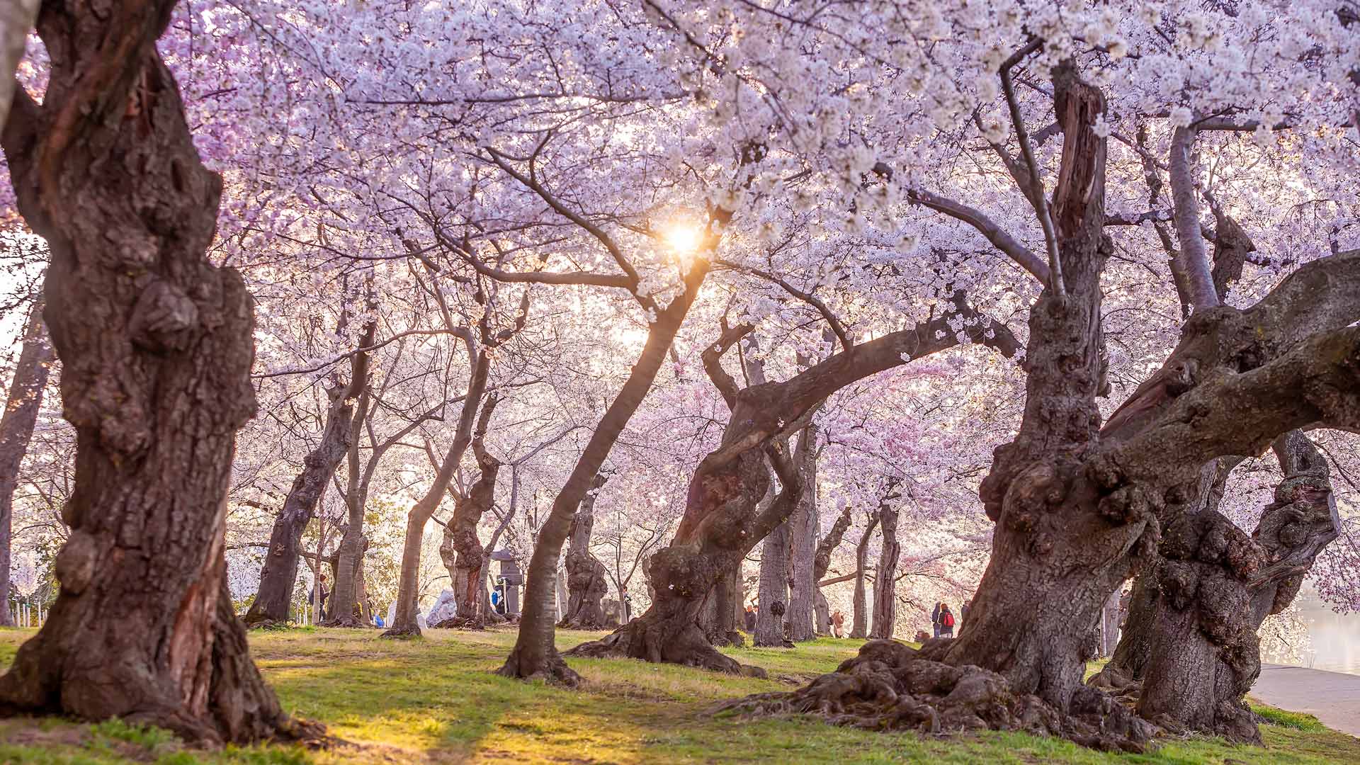 The National Cherry Blossom Festival in Washington, DC (© f11photo/Getty Images) Bing Everyday Wallpaper 2025-04-05, IzqCeE [Bing Everyday Wall Paper 2025-04-05] url = http://www.bing.com/th?id=OHR.CherryBlossomDC_EN-US9897772834_1920x1080.jpg
