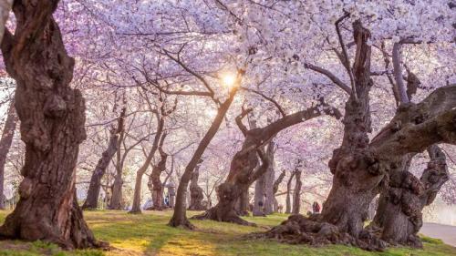 The National Cherry Blossom Festival in Washington, DC (© f11photo/Getty Images) Bing Everyday Wallpaper 2025-04-05
/tmp/UploadBetaIzqCeE [Bing Everyday Wall Paper 2025-04-05] url = http://www.bing.com/th?id=OHR.CherryBlossomDC_EN-US9897772834_1920x1080.jpg

File Size (KB): 308.12 KB
Last Modified: April 05 2025 00:00:01
