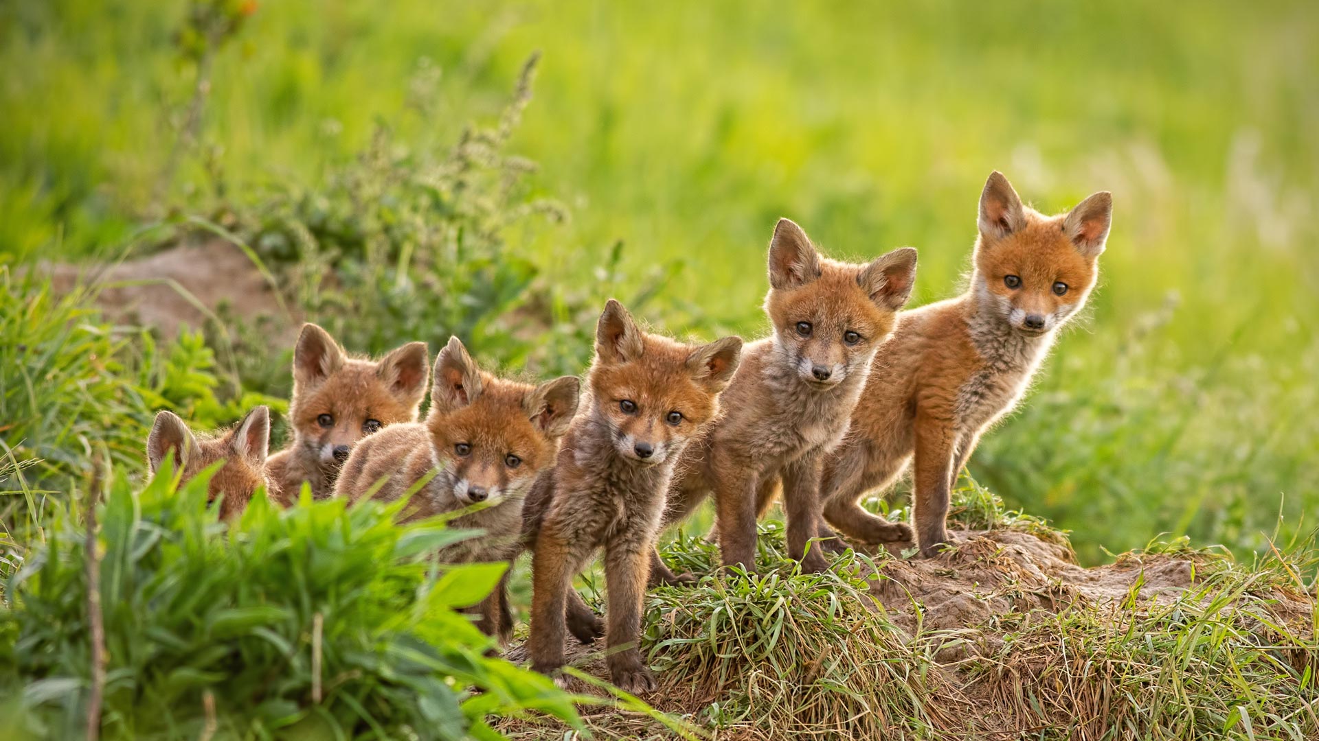 靠近巢穴的红狐幼崽 (© WildMedia/Shutterstock) Bing Everyday Wallpaper 2025-04-10, maD5IP [Bing Everyday Wall Paper 2025-04-10] url = http://www.bing.com/th?id=OHR.LittleFoxes_ZH-CN8622806156_1920x1080.jpg