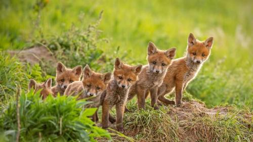 靠近巢穴的红狐幼崽 (© WildMedia/Shutterstock) Bing Everyday Wallpaper 2025-04-10
/tmp/UploadBetamaD5IP [Bing Everyday Wall Paper 2025-04-10] url = http://www.bing.com/th?id=OHR.LittleFoxes_ZH-CN8622806156_1920x1080.jpg

File Size (KB): 316.71 KB
Last Modified: April 10 2025 00:00:02
