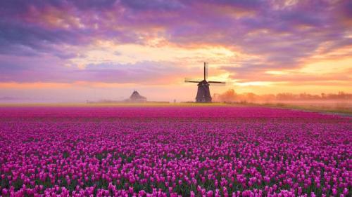 郁金香，荷兰 (© 1111IESPDJ/Getty Images) Bing Everyday Wallpaper 2025-04-11
/tmp/UploadBeta6zFHzX [Bing Everyday Wall Paper 2025-04-11] url = http://www.bing.com/th?id=OHR.TulipsWindmill_ZH-CN0665142956_1920x1080.jpg

File Size (KB): 310.5 KB
Last Modified: April 11 2025 00:00:01

