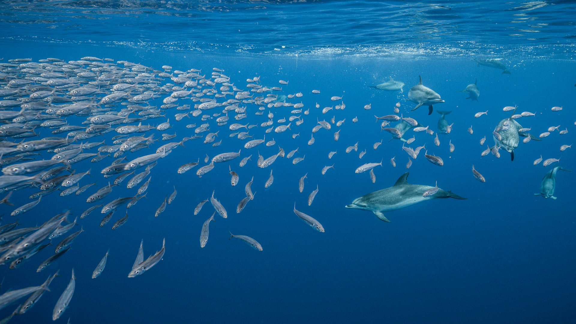 圣玛丽亚岛附近的大西洋细吻海豚，亚速尔群岛，葡萄牙 (© Jordi Chias/Minden Pictures) Bing Everyday Wallpaper 2025-04-14, LNdpfo [Bing Everyday Wall Paper 2025-04-14] url = http://www.bing.com/th?id=OHR.SpottedDolphins_ZH-CN1257100316_1920x1080.jpg