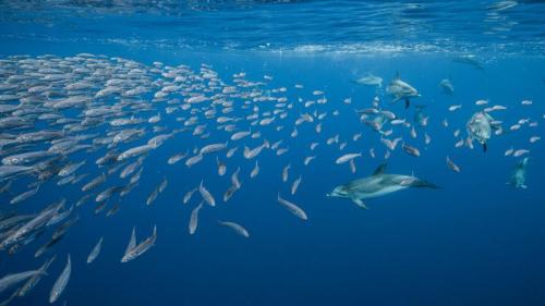 圣玛丽亚岛附近的大西洋细吻海豚，亚速尔群岛，葡萄牙 (© Jordi Chias/Minden Pictures) Bing Everyday Wallpaper 2025-04-14
/tmp/UploadBetaLNdpfo [Bing Everyday Wall Paper 2025-04-14] url = http://www.bing.com/th?id=OHR.SpottedDolphins_ZH-CN1257100316_1920x1080.jpg

File Size (KB): 322.19 KB
Last Modified: April 14 2025 00:00:02
