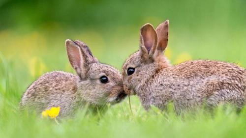 春天里的野生小兔子 (© Fiona McAllister Photography/Getty Images) Bing Everyday Wallpaper 2025-04-20
/tmp/UploadBetanwkL6P [Bing Everyday Wall Paper 2025-04-20] url = http://www.bing.com/th?id=OHR.BunnyLove_ZH-CN1145897965_1920x1080.jpg

File Size (KB): 319.85 KB
Last Modified: April 20 2025 00:00:02
