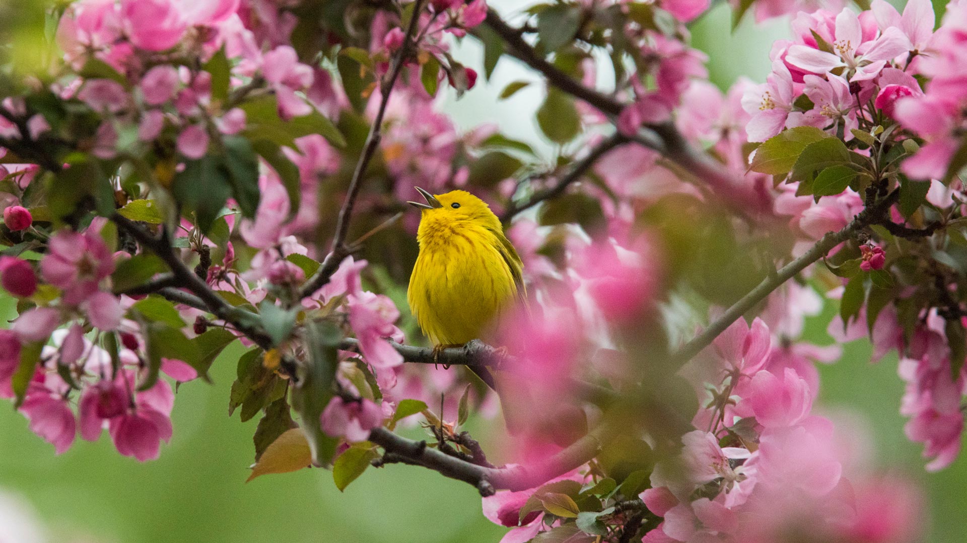 Yellow warbler in Canada (© mirceax/Getty Images) Bing Everyday Wallpaper 2025-04-21, FA5VlU [Bing Everyday Wall Paper 2025-04-21] url = http://www.bing.com/th?id=OHR.YellowWarbler_ROW3132425719_1920x1080.jpg