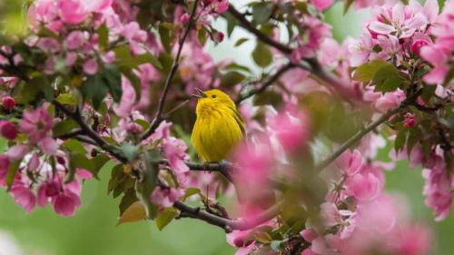 Yellow warbler in Canada (© mirceax/Getty Images) Bing Everyday Wallpaper 2025-04-21
/tmp/UploadBetaFA5VlU [Bing Everyday Wall Paper 2025-04-21] url = http://www.bing.com/th?id=OHR.YellowWarbler_ROW3132425719_1920x1080.jpg

File Size (KB): 300.52 KB
Last Modified: April 21 2025 00:00:04
