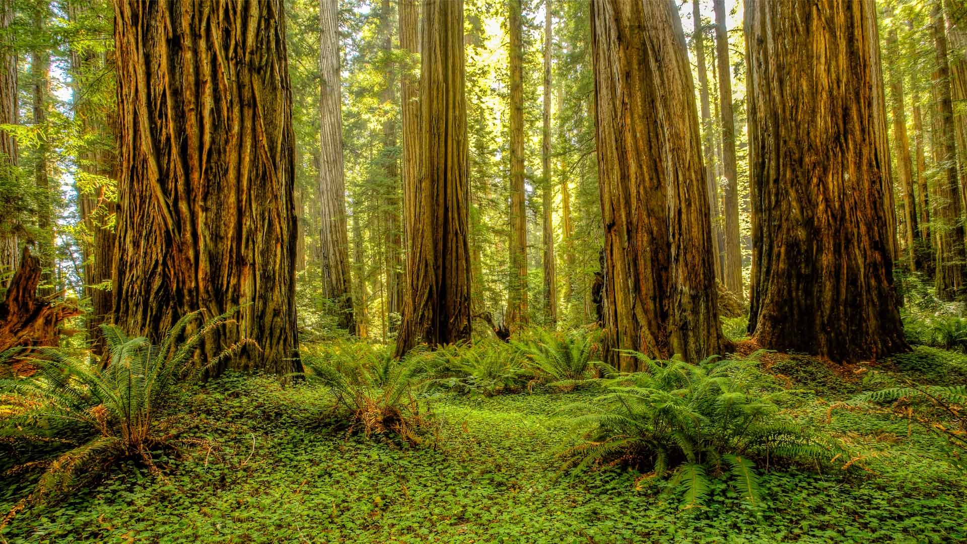 Grove of redwoods in Redwood National and State Parks, California (© Bob Pool/Getty Images) Bing Everyday Wallpaper 2025-04-27, 9sU1Eu [Bing Everyday Wall Paper 2025-04-27] url = http://www.bing.com/th?id=OHR.RedwoodGrove_EN-US3412092024_1920x1080.jpg