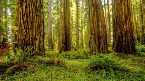Grove of redwoods in Redwood National and State Parks, California (© Bob Pool/Getty Images) Bing Everyday Wallpaper 2025-04-27
/tmp/UploadBeta9sU1Eu [Bing Everyday Wall Paper 2025-04-27] url = http://www.bing.com/th?id=OHR.RedwoodGrove_EN-US3412092024_1920x1080.jpg

File Size (KB): 318.1 KB
Last Modified: April 27 2025 00:00:02
