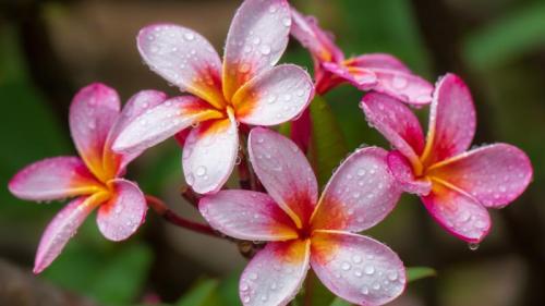 鸡蛋花，夏威夷，美国 (© Miranda Jans/Getty Images) Bing Everyday Wallpaper 2025-05-01
/tmp/UploadBeta2axqiN [Bing Everyday Wall Paper 2025-05-01] url = http://www.bing.com/th?id=OHR.PinkPlumeria_ZH-CN3890147555_1920x1080.jpg

File Size (KB): 319.76 KB
Last Modified: May 01 2025 00:00:02
