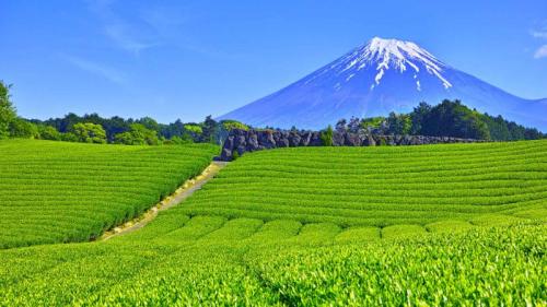 大淵笹場の茶畑, 静岡県 富士市 (© 7maru/Getty Images) Bing Everyday Wallpaper 2025-05-01
/tmp/UploadBetapCNnjI [Bing Everyday Wall Paper 2025-05-01] url = http://www.bing.com/th?id=OHR.Hachijyuhachi2025_JA-JP6490825826_1920x1080.jpg

File Size (KB): 291.49 KB
Last Modified: May 01 2025 00:00:04
