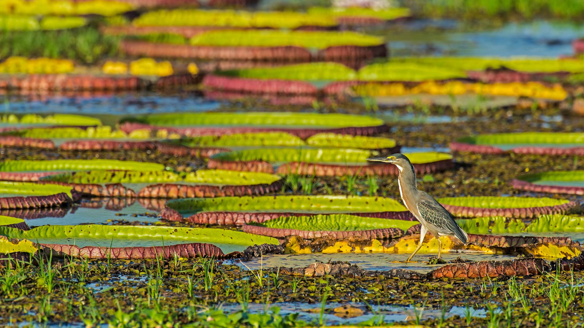 维多利亚睡莲上的绿鹭，潘塔纳尔 ，巴西 (© Gerald Corsi/Getty Images) Bing Everyday Wallpaper 2025-05-02, HmeDZl [Bing Everyday Wall Paper 2025-05-02] url = http://www.bing.com/th?id=OHR.BrazilHeron_ZH-CN7200229300_1920x1080.jpg