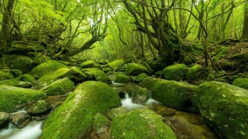 屋久島, 鹿児島県 (© oxico/Getty Images) Bing Everyday Wallpaper 2025-05-04
/tmp/UploadBetaltE8gm [Bing Everyday Wall Paper 2025-05-04] url = http://www.bing.com/th?id=OHR.GreeneryDay2025_JA-JP4166384279_1920x1080.jpg

File Size (KB): 314.09 KB
Last Modified: May 04 2025 00:00:04
