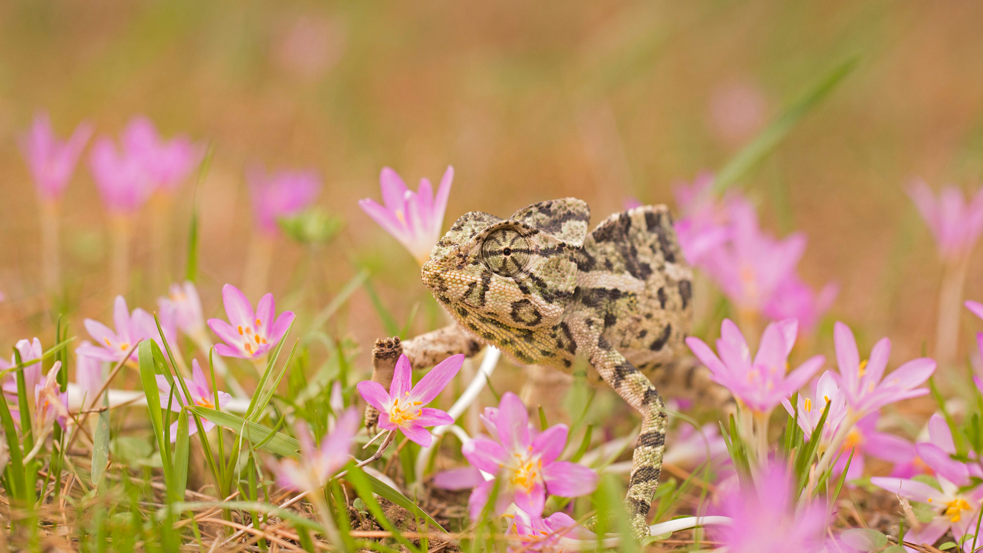 普通变色龙 (© Photostock-Israel/SPL/Getty Images) Bing Everyday Wallpaper 2025-05-09, bNxnpY [Bing Everyday Wall Paper 2025-05-09] url = http://www.bing.com/th?id=OHR.CuteChameleon_ZH-CN5029981236_1920x1080.jpg