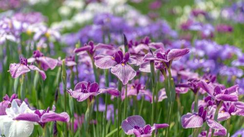 东京的鸢尾花园, 日本 (© M.Arai/Getty Images) Bing Everyday Wallpaper 2025-05-12
/tmp/UploadBetafAEAAJ [Bing Everyday Wall Paper 2025-05-12] url = http://www.bing.com/th?id=OHR.IrisGarden_ZH-CN6226448882_1920x1080.jpg

File Size (KB): 326.01 KB
Last Modified: May 12 2025 00:00:02
