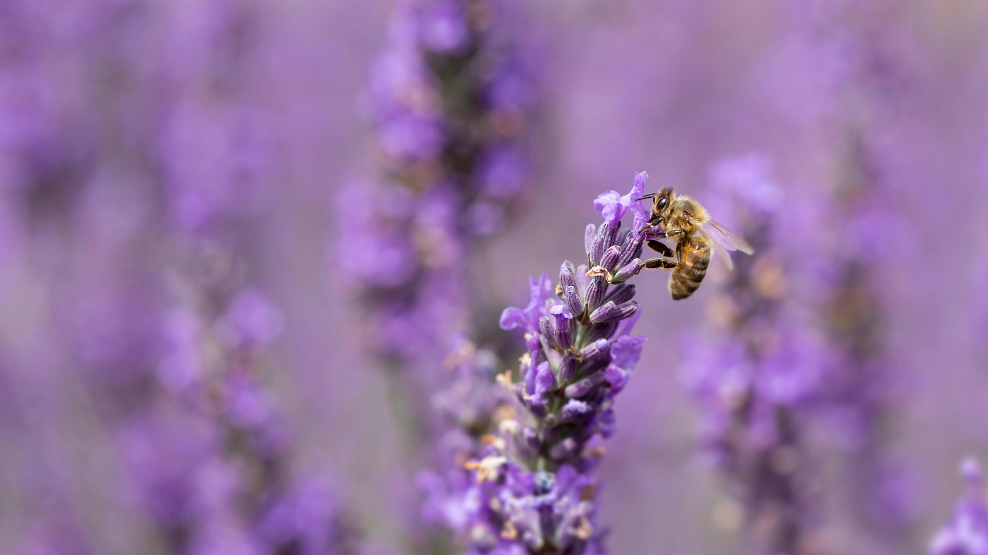 薰衣草上的蜜蜂 (© Anthony Brown/Alamy Stock Photo) Bing Everyday Wallpaper 2025-05-20, XpO9Jh [Bing Everyday Wall Paper 2025-05-20] url = http://www.bing.com/th?id=OHR.HoneyBeeLavender_ZH-CN4513594236_1920x1080.jpg