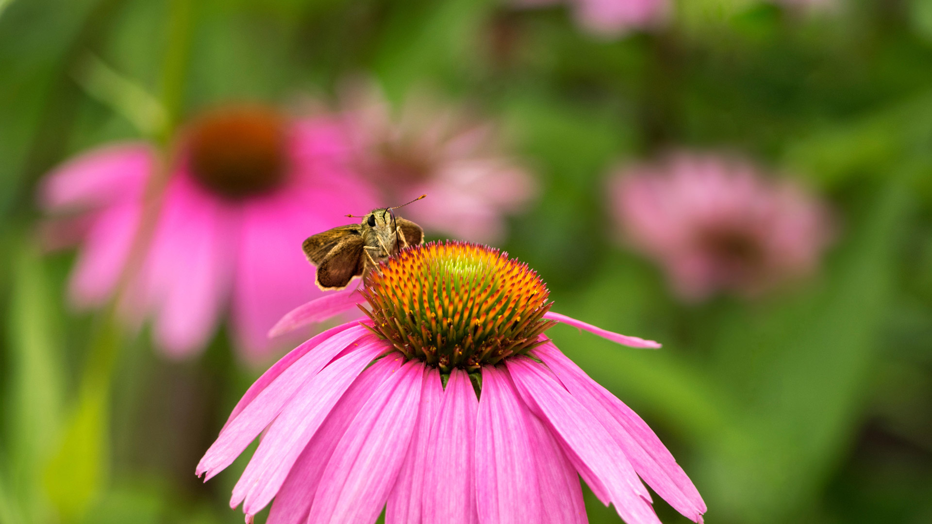 一只停在紫锥菊上的灰蝶，洛克菲勒州立公园，纽约 (© Marianne A. Campolongo/Alamy) Bing Everyday Wallpaper 2025-06-02, NNy1jd [Bing Everyday Wall Paper 2025-06-02] url = http://www.bing.com/th?id=OHR.EchinaceaButterfly_ZH-CN7877489878_1920x1080.jpg