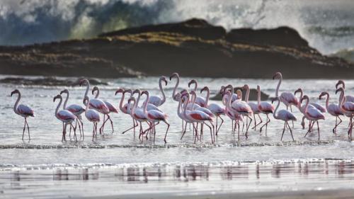 オオフラミンゴ, ナミビア (© Karine Aigner/TANDEM Stills + Motion) Bing Everyday Wallpaper 2025-06-06
/tmp/UploadBetaHeNXTF [Bing Everyday Wall Paper 2025-06-06] url = http://www.bing.com/th?id=OHR.FlamingosNamibia_JA-JP5652363702_1920x1080.jpg

File Size (KB): 321.97 KB
Last Modified: June 06 2025 00:00:03
