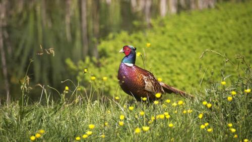Common pheasant, Normandy, France (© slowmotiongli/Getty Images) Bing Everyday Wallpaper 2025-06-07
/tmp/UploadBeta7p1a4S [Bing Everyday Wall Paper 2025-06-07] url = http://www.bing.com/th?id=OHR.Pheasant_ROW1557701381_1920x1080.jpg

File Size (KB): 318.4 KB
Last Modified: June 07 2025 00:00:04

