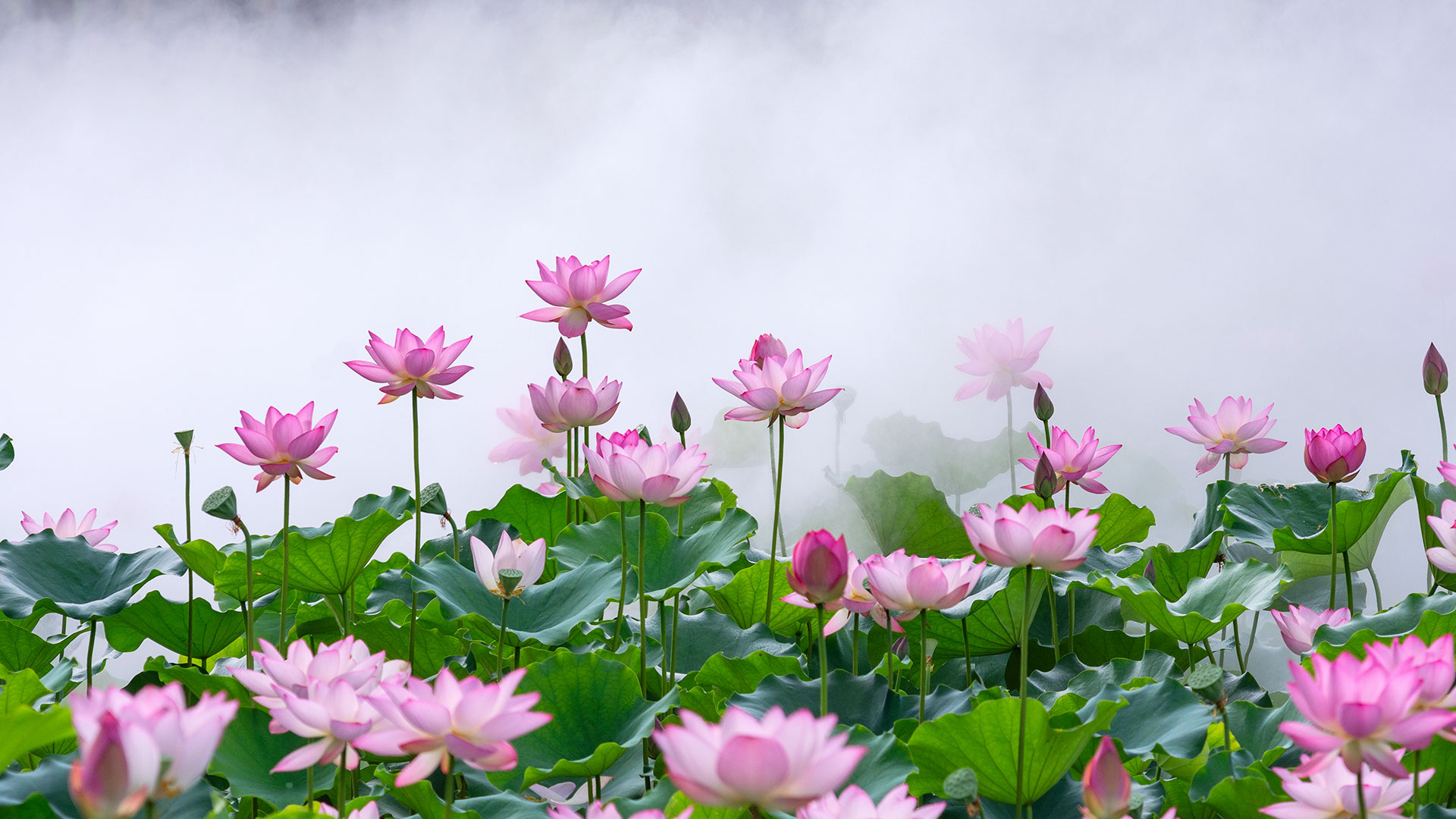 雾中莲花，中国佛山 (© huoguangliang/Getty Images) Bing Everyday Wallpaper 2025-06-21, Ig4NmC [Bing Everyday Wall Paper 2025-06-21] url = http://www.bing.com/th?id=OHR.SummerSolsticeY25_ZH-CN2728972774_1920x1080.jpg