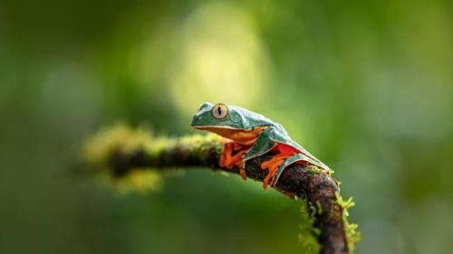 Prachtgreiffrosch (© Jan Stria/Shutterstock) Bing Everyday Wallpaper 2025-06-27
/tmp/UploadBeta1iRsTa [Bing Everyday Wall Paper 2025-06-27] url = http://www.bing.com/th?id=OHR.SplendidFrog_DE-DE7801241876_1920x1080.jpg

File Size (KB): 287.61 KB
Last Modified: June 27 2025 00:00:04
