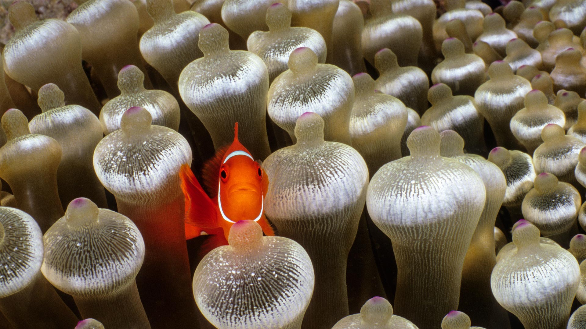 被泡尖海葵包围的刺颊海葵鱼，米尔恩湾，巴布亚新几内亚 (© Fred Bavendam/Nature Picture Library) Bing Everyday Wallpaper 2025-07-02, ivWpC5 [Bing Everyday Wall Paper 2025-07-02] url = http://www.bing.com/th?id=OHR.MaroonClownfish_ZH-CN5071934692_1920x1080.jpg
