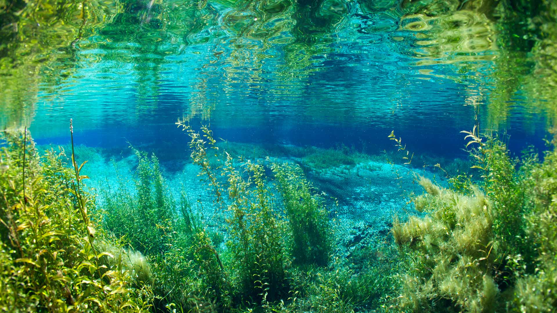 彩虹泉州立公园的彩虹河，佛罗里达州，美国 (© Michel Roggo/Minden Pictures) Bing Everyday Wallpaper 2025-07-03, qJ0RRK [Bing Everyday Wall Paper 2025-07-03] url = http://www.bing.com/th?id=OHR.RainbowRiver_ZH-CN5320095849_1920x1080.jpg