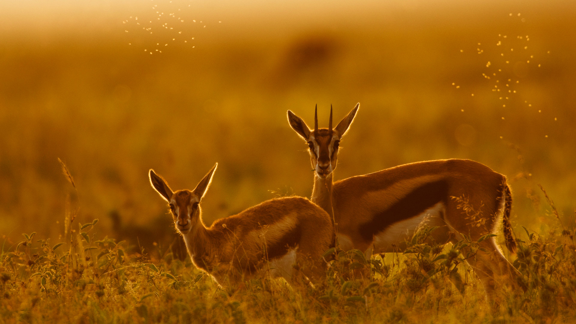 汤氏瞪羚母亲和小鹿，马赛马拉，肯尼亚 (© Gallo Images/DanitaDelimont.com) Bing Everyday Wallpaper 2025-07-12, v2cvrP [Bing Everyday Wall Paper 2025-07-12] url = http://www.bing.com/th?id=OHR.ThomsonGazelle_ZH-CN0413171014_1920x1080.jpg