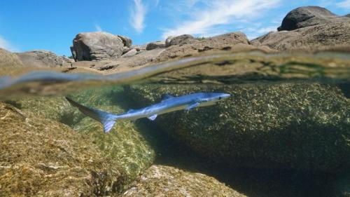 Young blue shark swimming off the coast of Galicia, Spain (© Damocean/Getty Images) Bing Everyday Wallpaper 2025-07-15
/tmp/UploadBetaLtSa34 [Bing Everyday Wall Paper 2025-07-15] url = http://www.bing.com/th?id=OHR.YoungShark_EN-US4689572794_1920x1080.jpg

File Size (KB): 317.54 KB
Last Modified: July 15 2025 00:00:01
