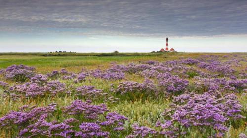 Blühender Lavendel und Leuchtturm Westerheversand in Westerhever, Nordfriesland, Schleswig-Holstein (© Sven-Erik Arndt/Arterra/Universal Images Group/Getty Images) Bing Everyday Wallpaper 2025-07-17
/tmp/UploadBetaoGzyFl [Bing Everyday Wall Paper 2025-07-17] url = http://www.bing.com/th?id=OHR.LavenderWesterhever_DE-DE4832117412_1920x1080.jpg

File Size (KB): 321.22 KB
Last Modified: July 17 2025 00:00:03
